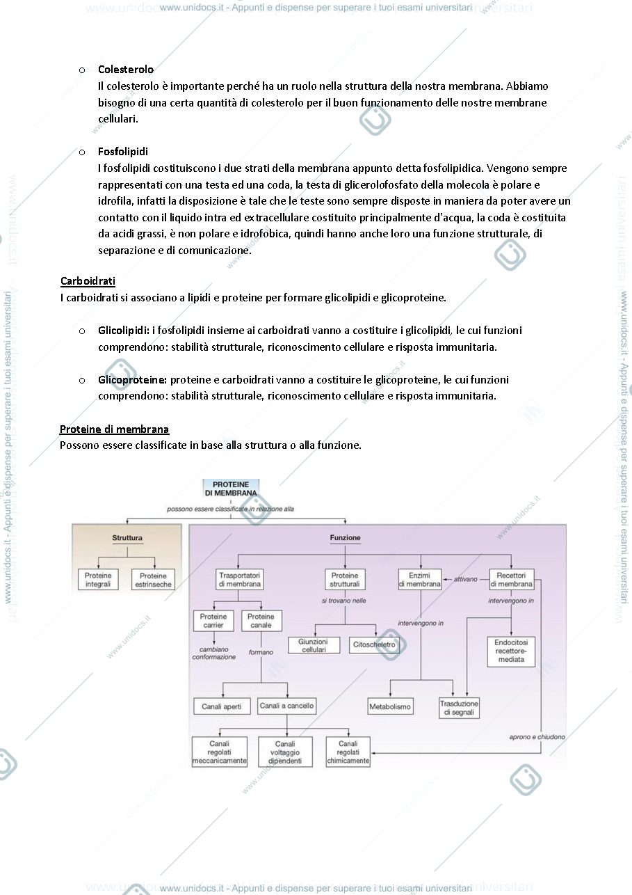 Anteprima pagina 3 — Fisiologia 1
