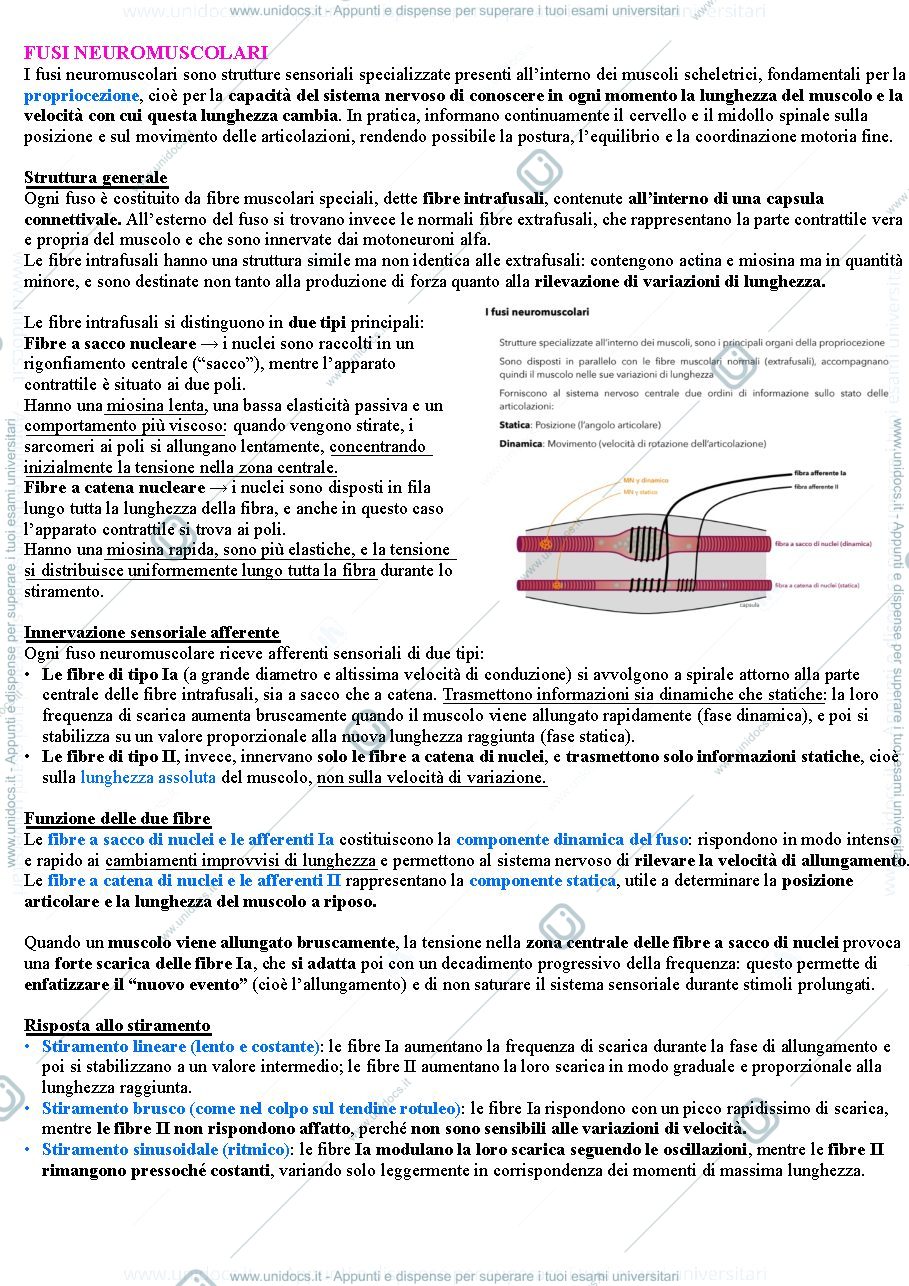 Anteprima pagina 1 — Fusi, organo del Golgi e Riflessi