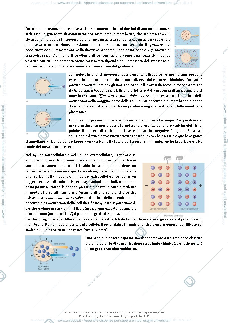 Anteprima pagina 3 — Il Sistema Nervoso - Fisiologia