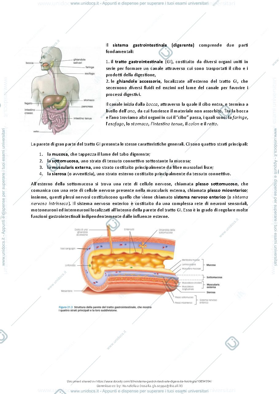 Anteprima pagina 3 — Il sistema Gastrointestinale (digerente) - Fisiologia