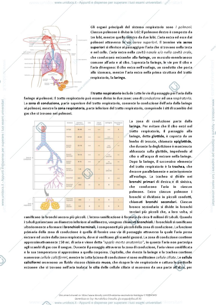 Anteprima pagina 3 — Il Sistema Respiratorio - Fisiologia