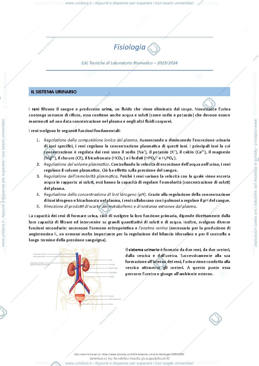 Anteprima pagina 2 — Il Sistema Urinario - Fisiologia