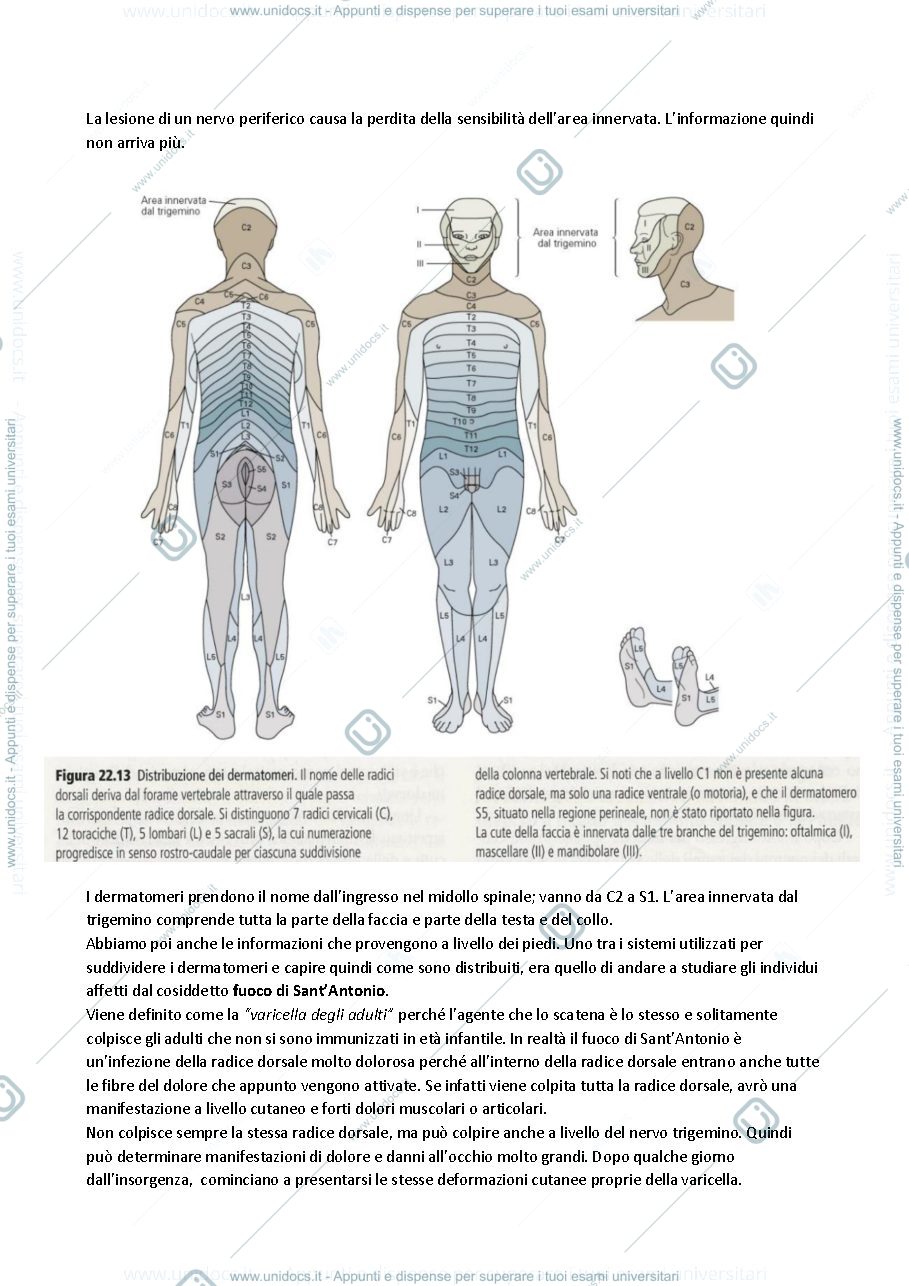 Anteprima pagina 2 — Fisiologia 10