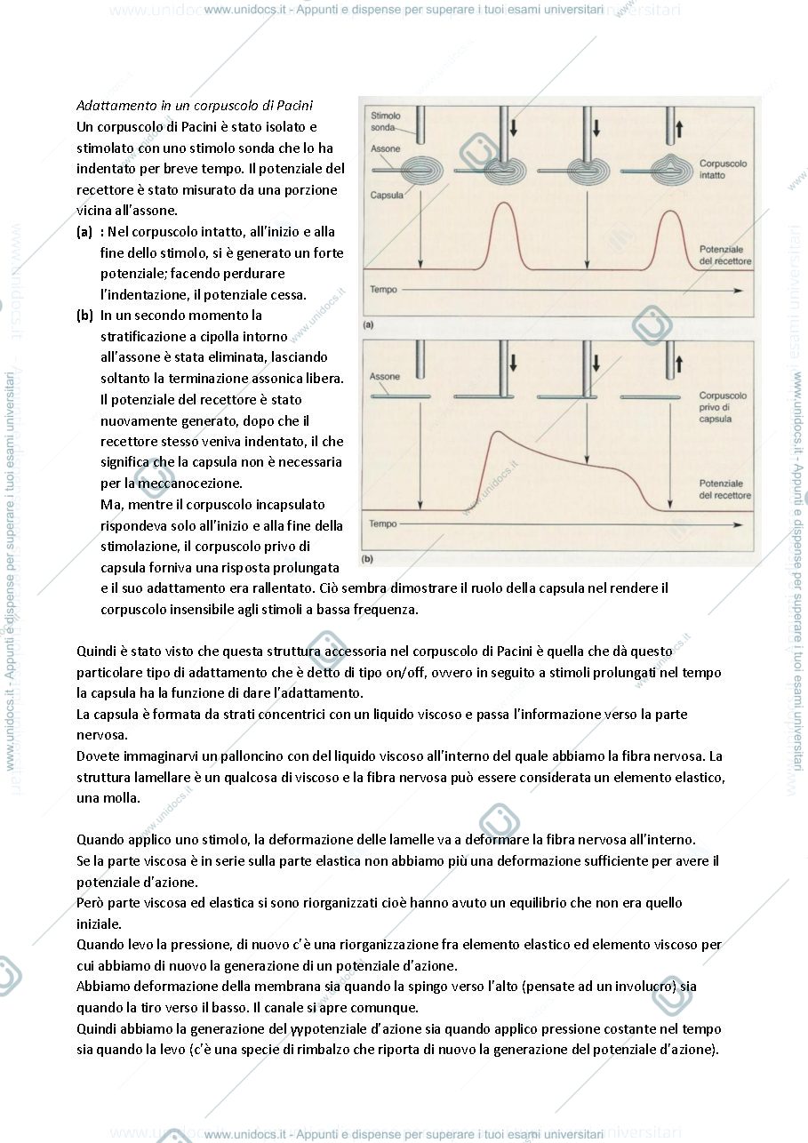 Anteprima pagina 3 — Fisiologia 7