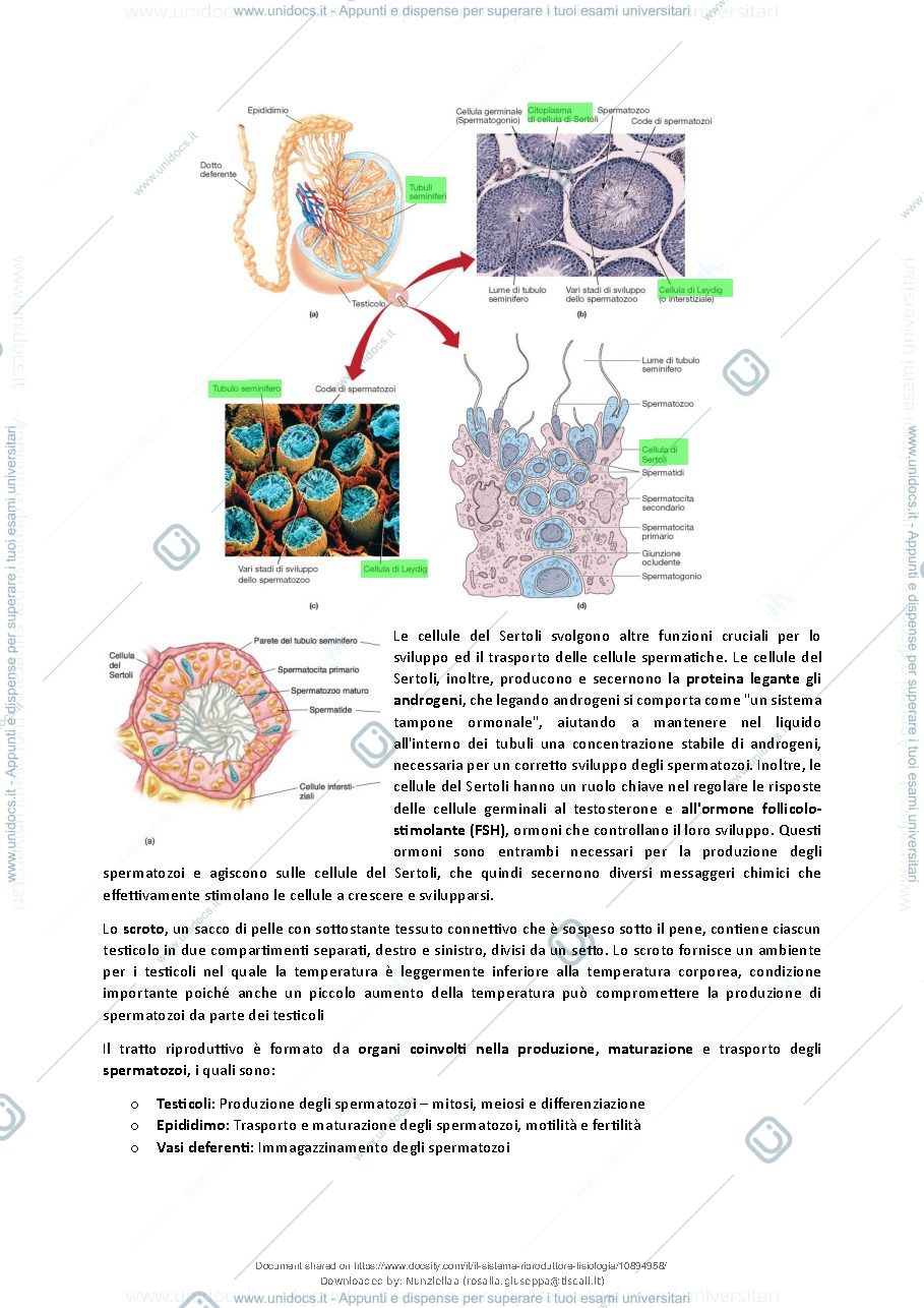 Anteprima pagina 3 — Il Sistema Riproduttore - Fisiologia