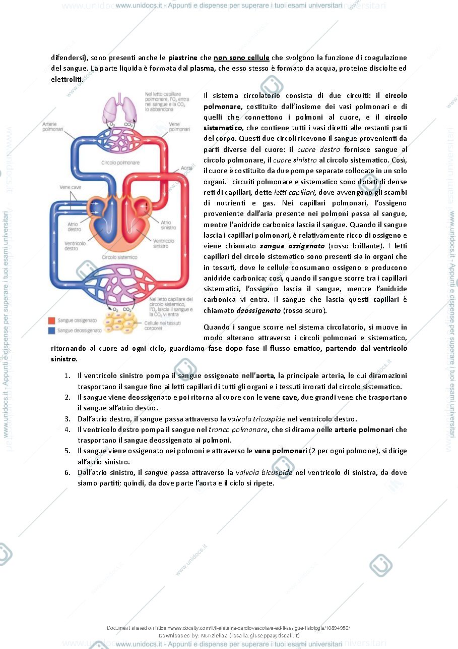 Anteprima pagina 3 — Il Sistema Cardiovascolare ed il Sangue - Fisiologia