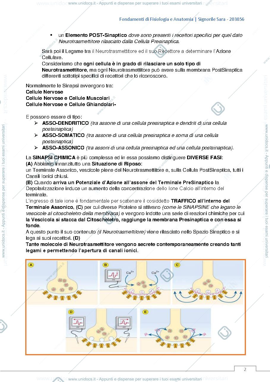 Anteprima pagina 2 — fisiologia  dei sistemi di integrazione e di controllo