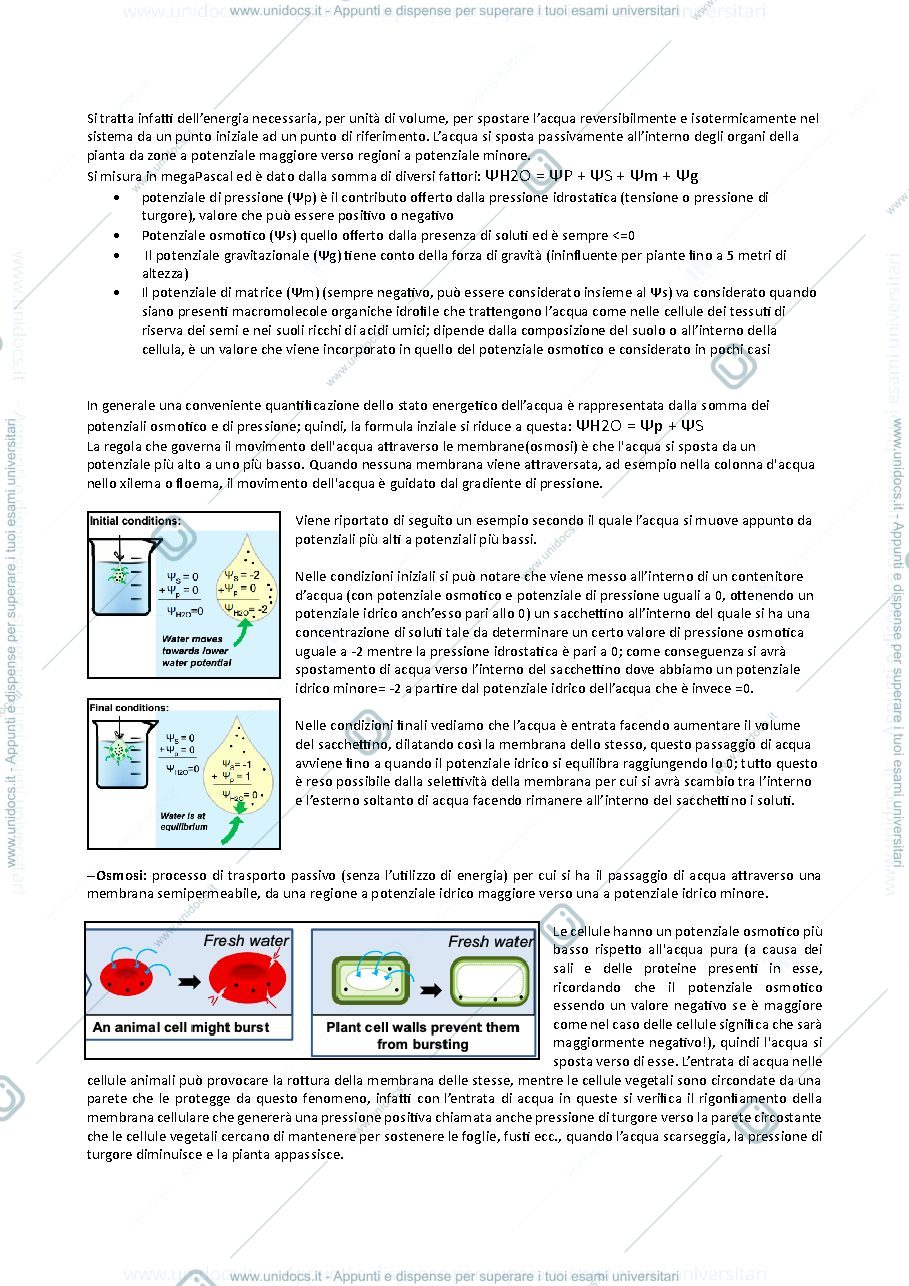 Anteprima pagina 3 — Fisiologia vegetale