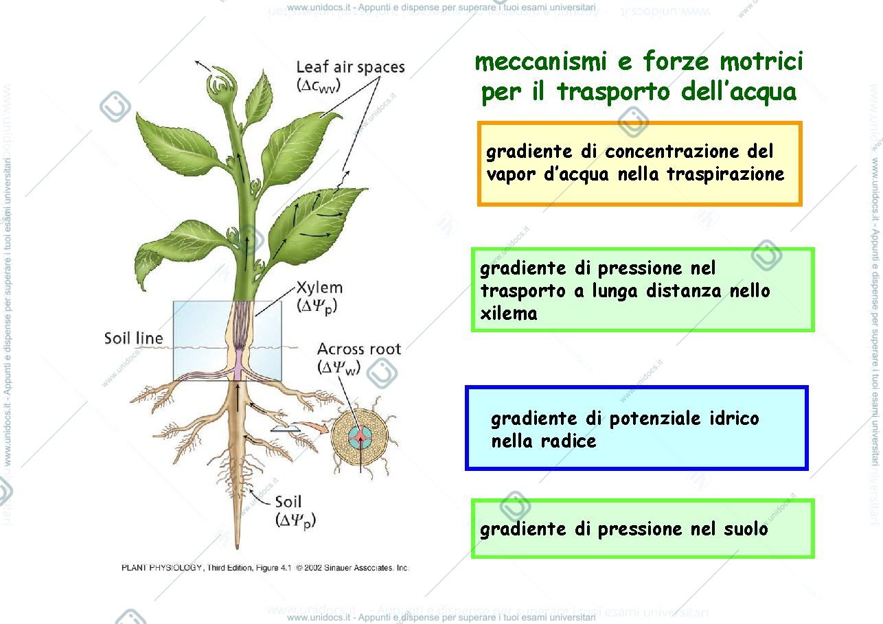 Anteprima pagina 2 — Appunti di fisiologia vegetale