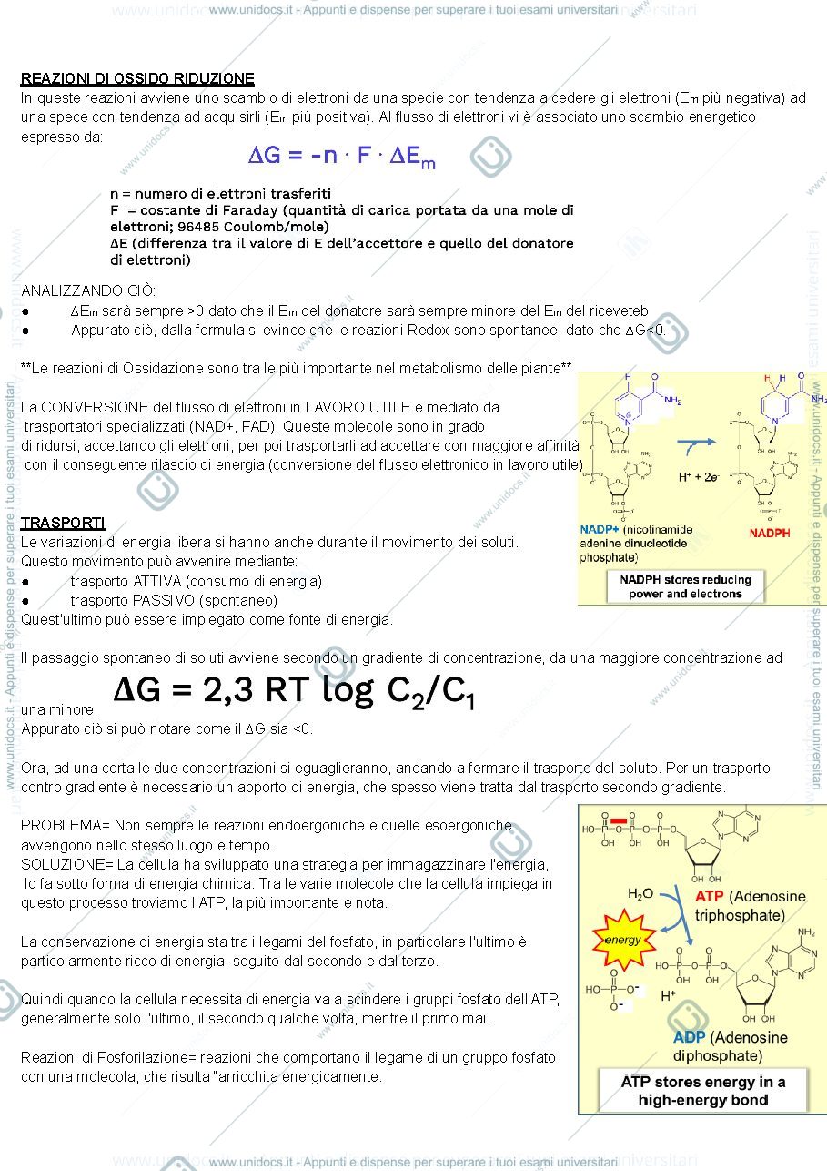 Anteprima pagina 4 — FISIOLOGIA VEGETALE (a.a. 2024-25)