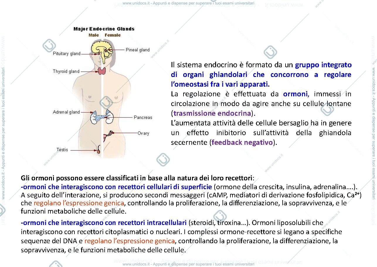 Anteprima pagina 2 — patologia sistema endocrino 