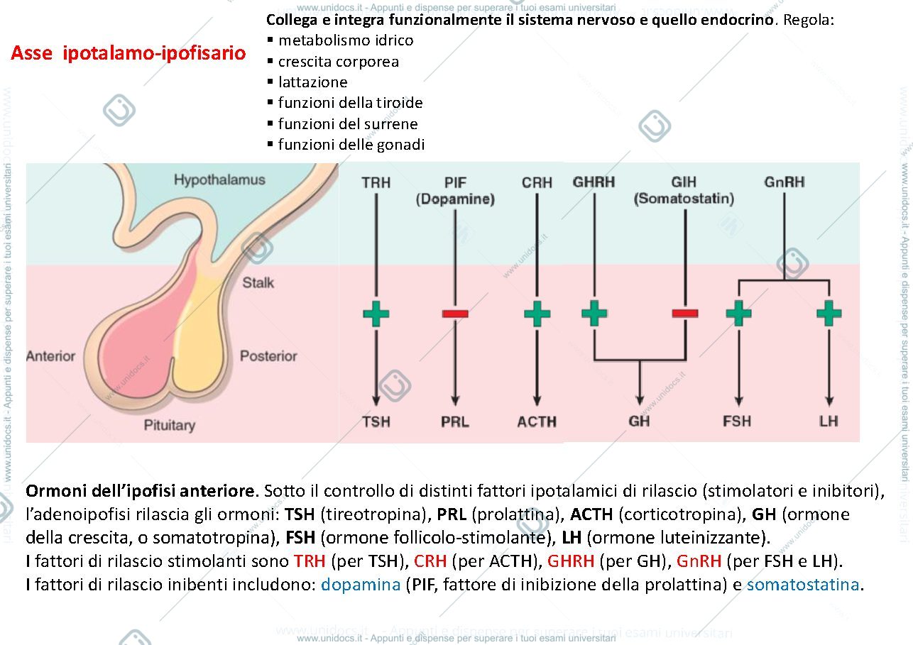 Anteprima pagina 3 — patologia sistema endocrino 