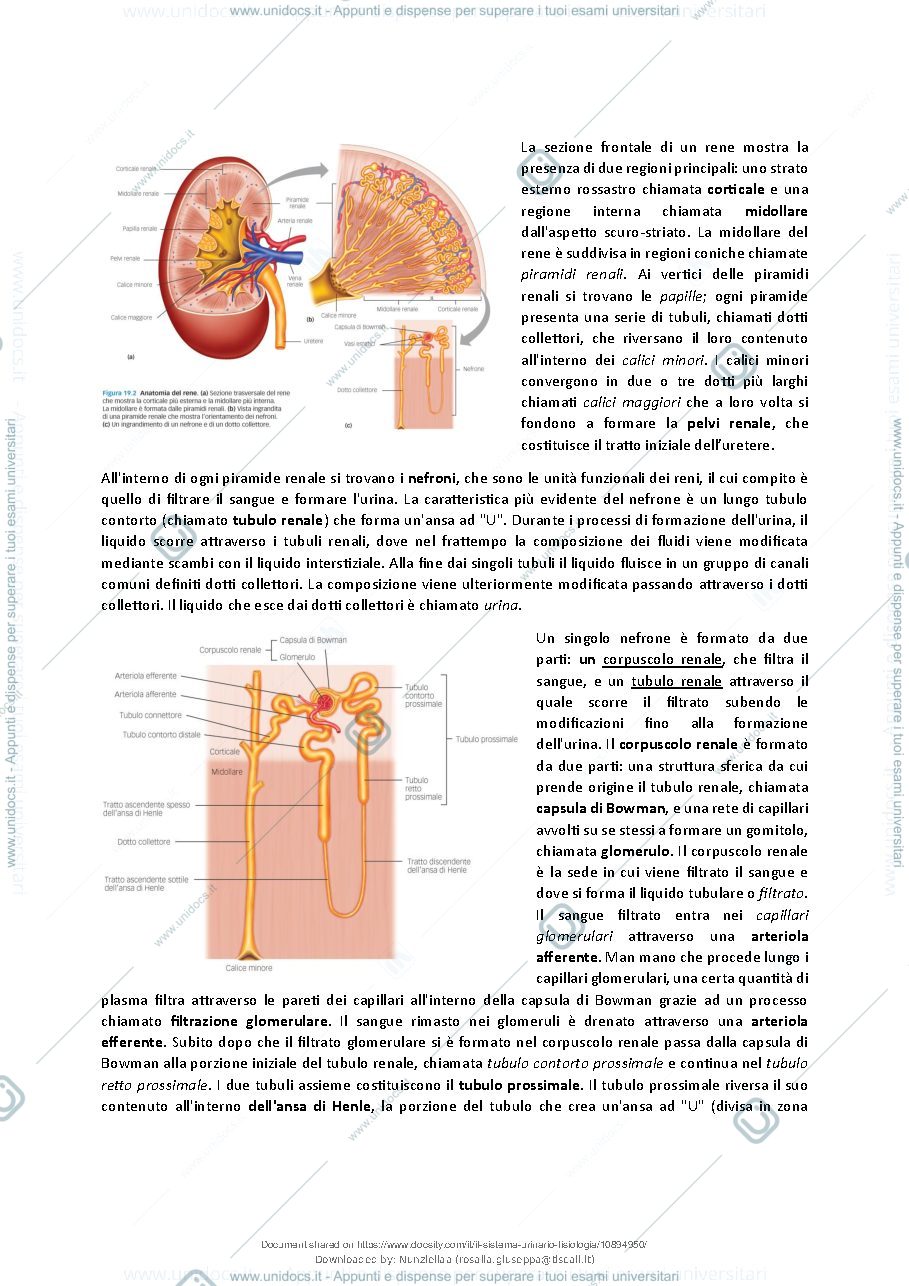 Anteprima pagina 3 — Il Sistema Urinario - Fisiologia