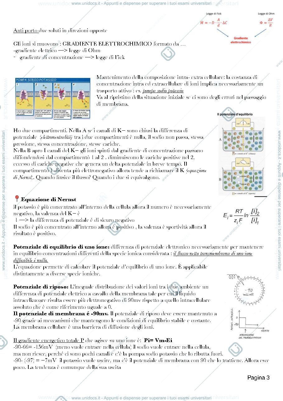 Anteprima pagina 4 — Dispensa di fisiologia