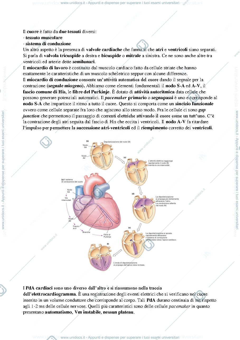 Anteprima pagina 2 — Fisiologia bong.