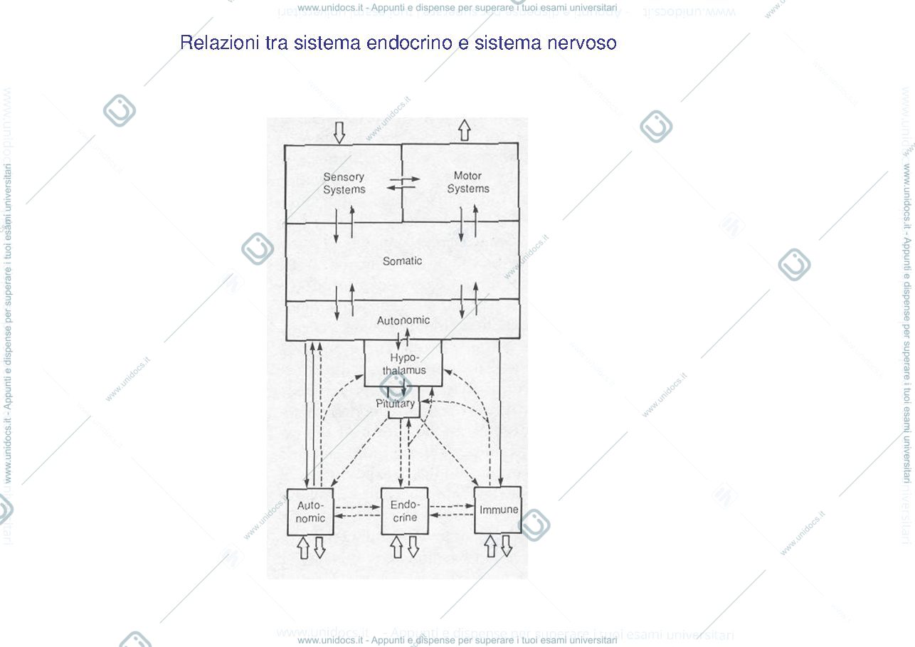 Anteprima pagina 1 — sistema endocrino e nervoso
