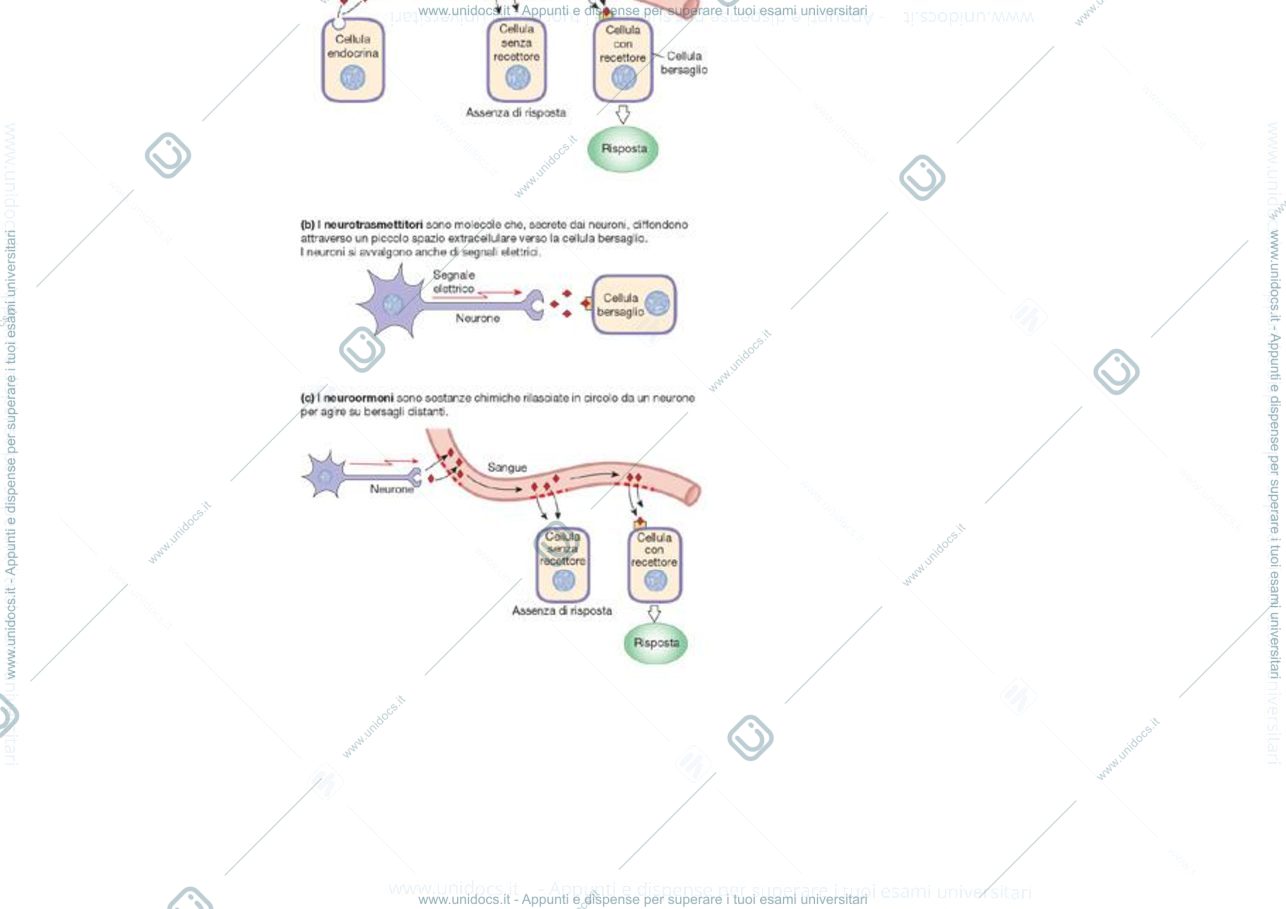 Anteprima pagina 2 — sistema endocrino e nervoso