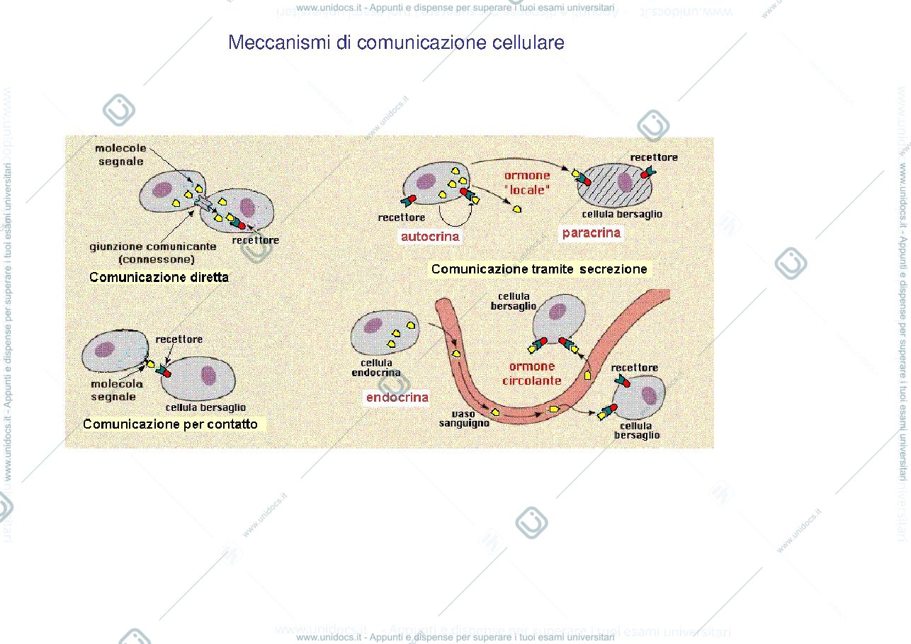 Anteprima pagina 3 — sistema endocrino e nervoso