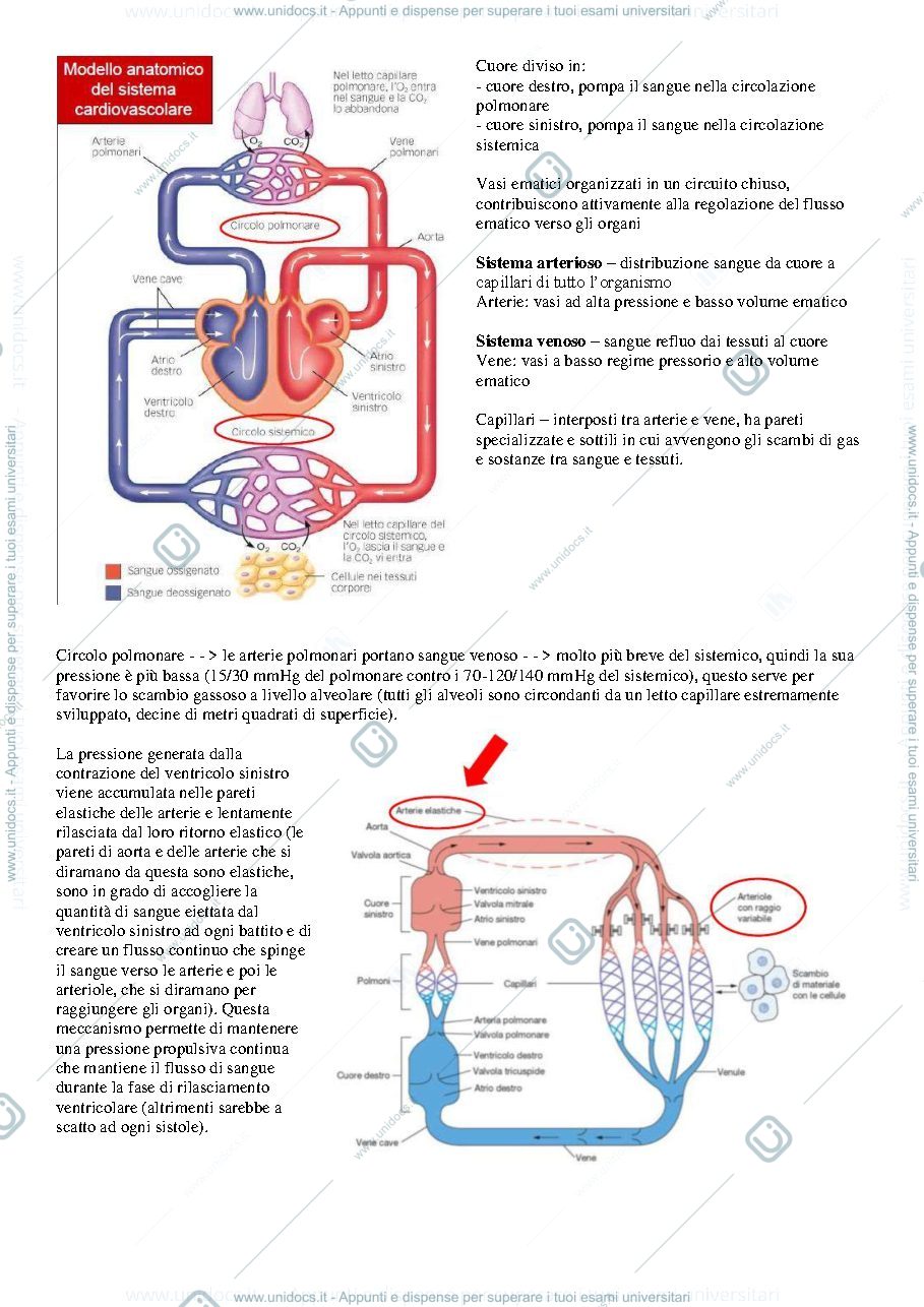 Anteprima pagina 1 — Fisiologia