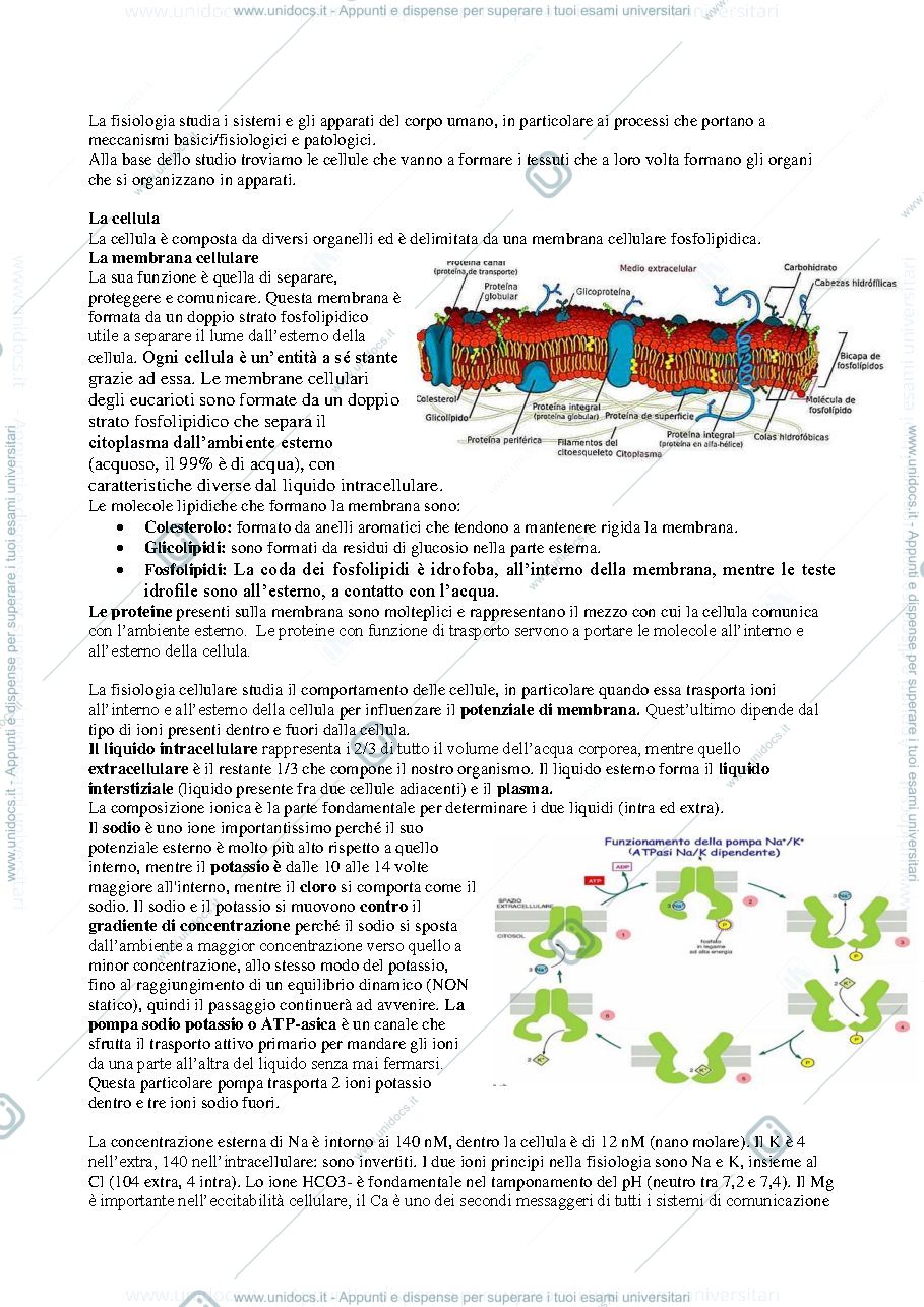 Anteprima pagina 1 — Fisiologia