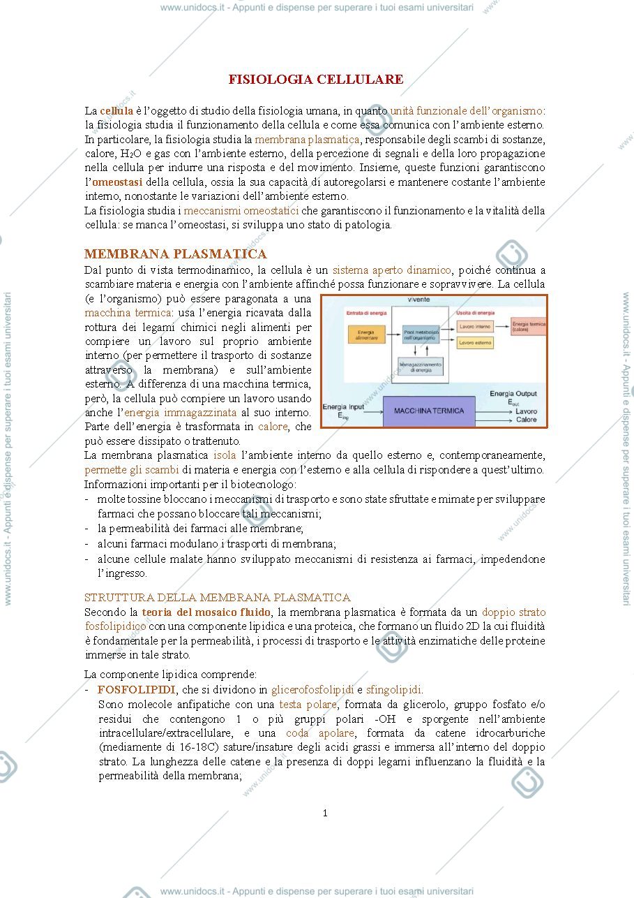 Anteprima pagina 1 — appunti di fisiologia