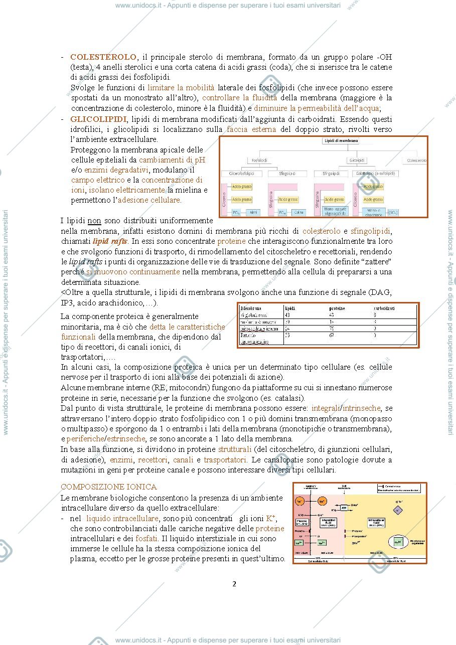 Anteprima pagina 2 — appunti di fisiologia