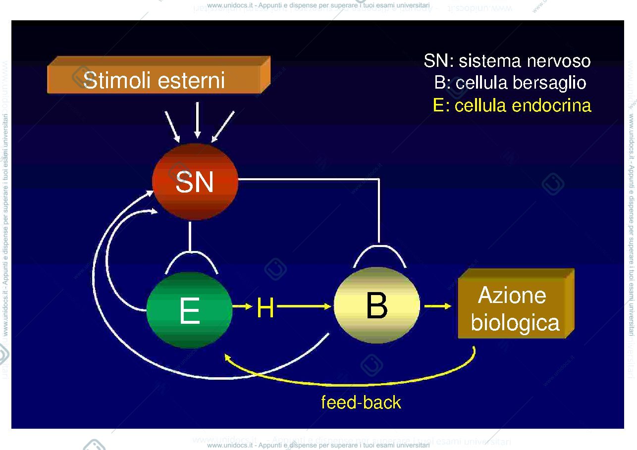 Anteprima pagina 4 — endocrinologia