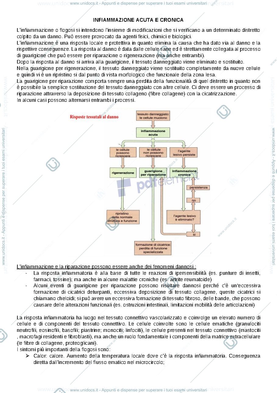 Anteprima pagina 1 — Infiammazione acuta e cronica