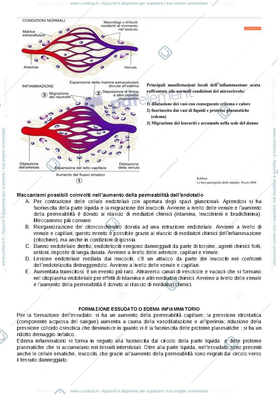 Anteprima pagina 3 — Infiammazione acuta e cronica