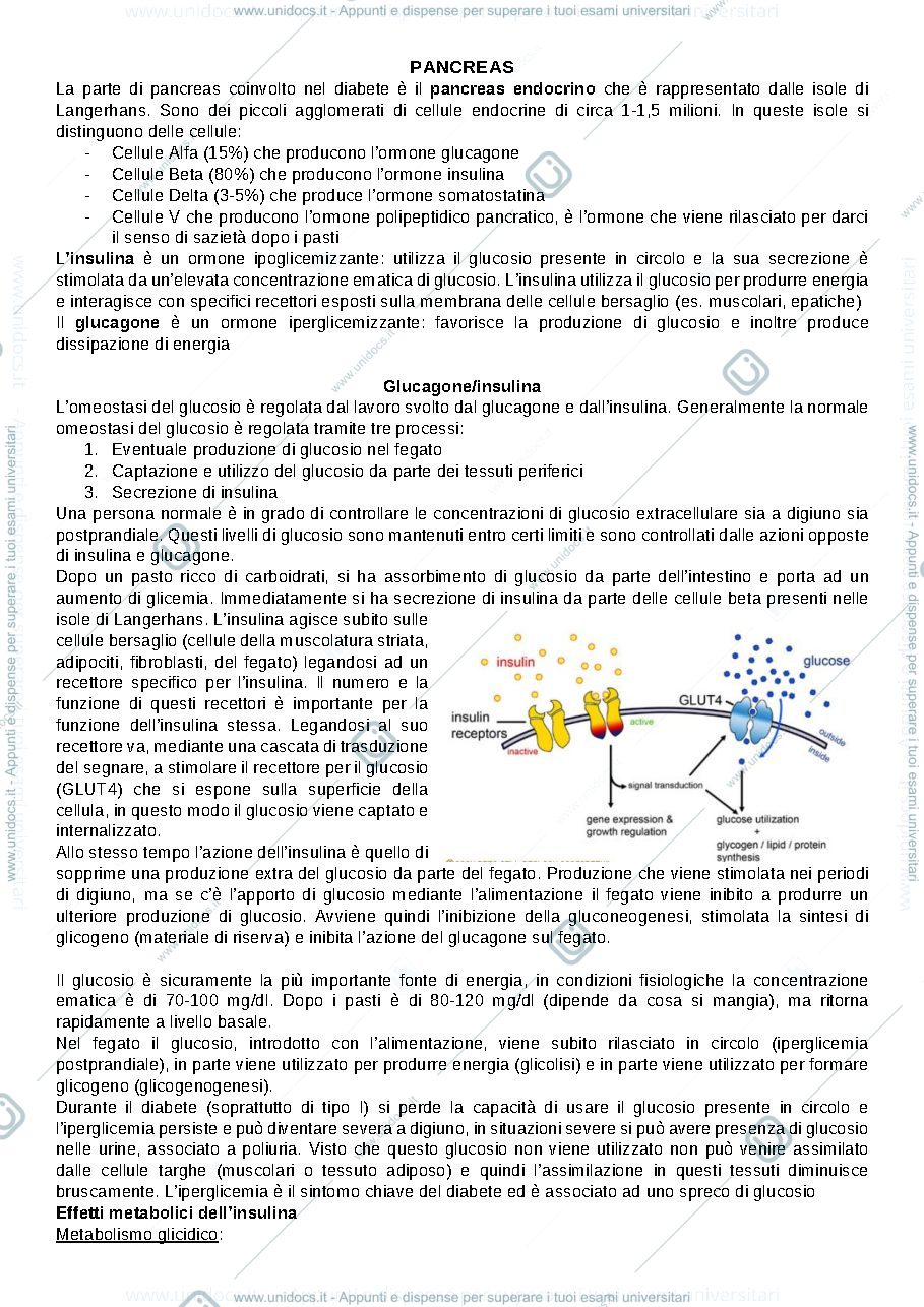 Anteprima pagina 2 — Diabete Mellito 
