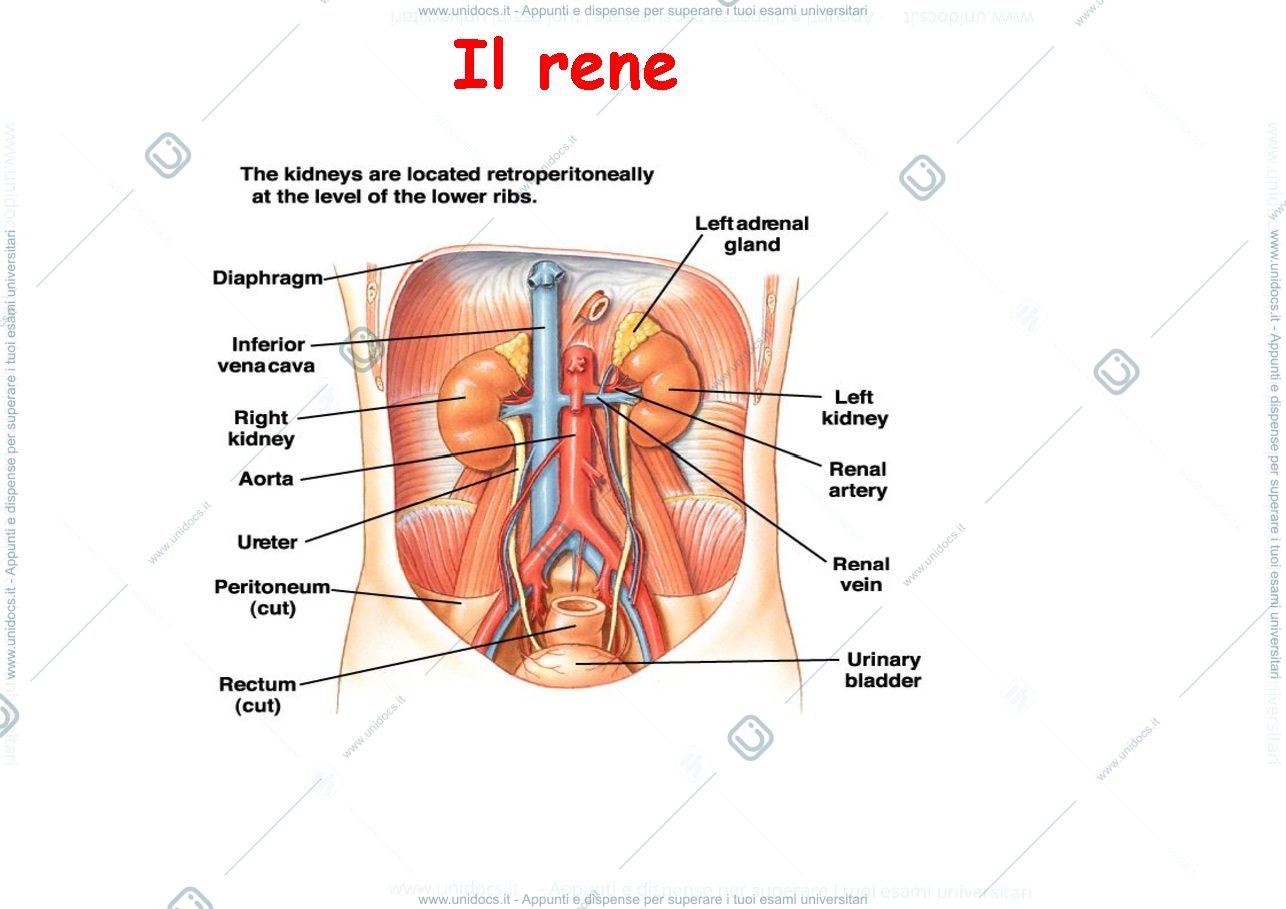 Anteprima pagina 1 — il rene