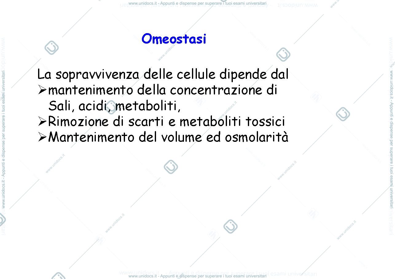 Anteprima pagina 2 — il rene