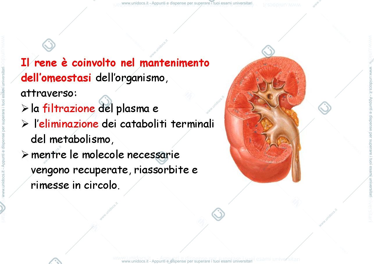 Anteprima pagina 3 — il rene