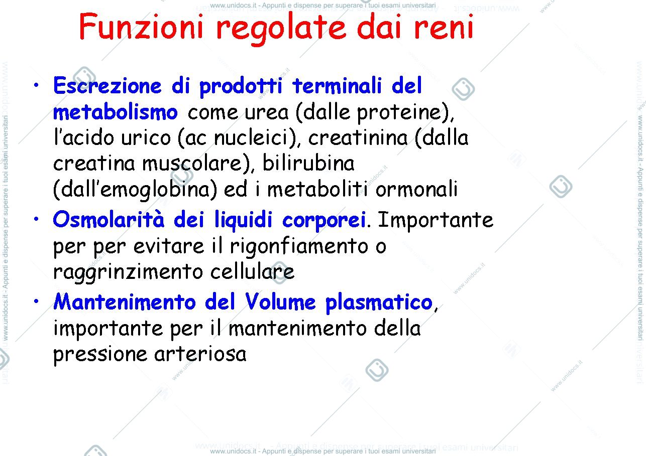 Anteprima pagina 4 — il rene