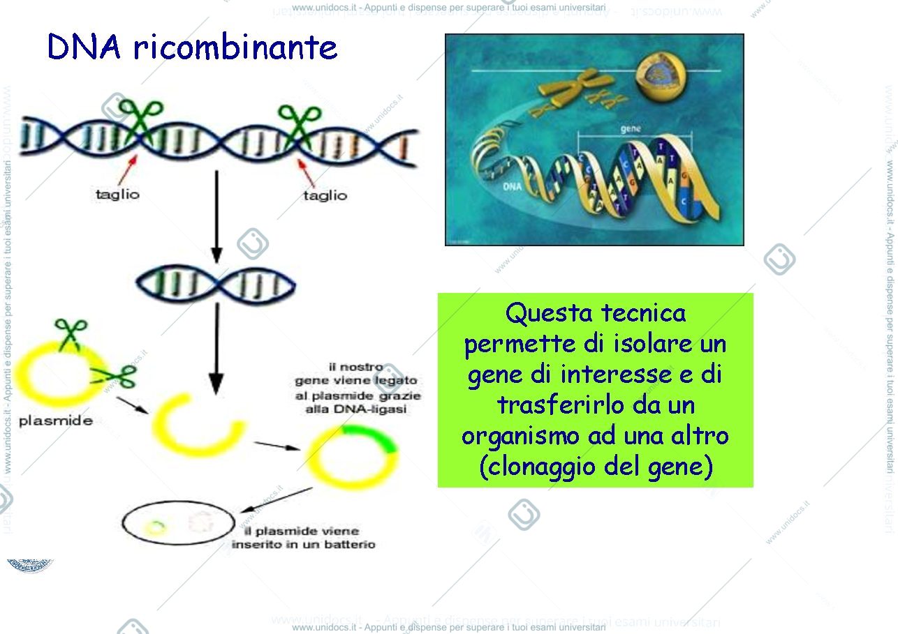 Anteprima pagina 3 — Condorelli slide 2020