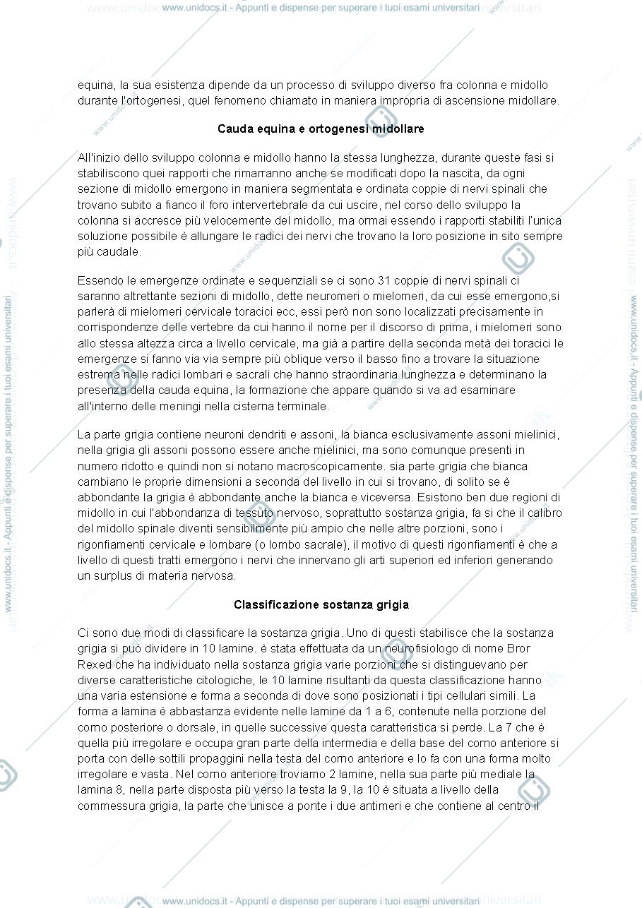 Anteprima pagina 2 — Anatomia del sistema nervoso centrale e periferico lezione 1 