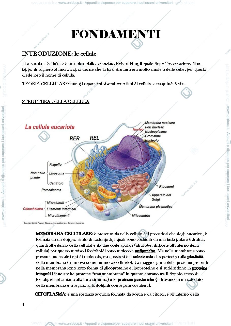Anteprima pagina 1 — Modulo 1 fondamenti anatomia fisiologici 