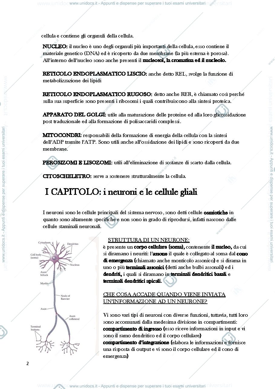Anteprima pagina 2 — Modulo 1 fondamenti anatomia fisiologici 