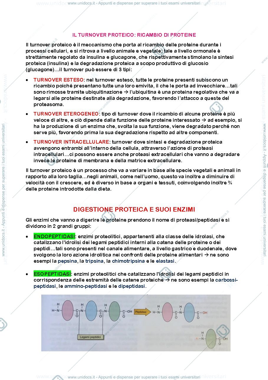 Anteprima pagina 2 — proteine