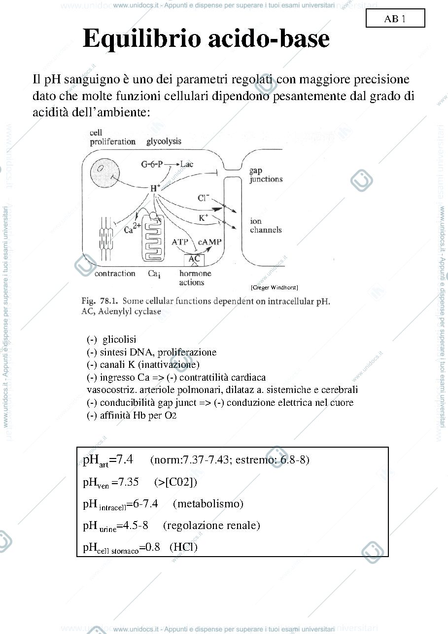 Anteprima pagina 1 — EQUILIBRIO ACIDO-BASE
