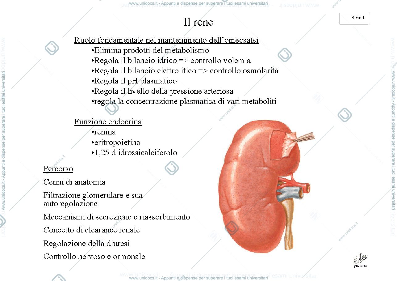 Anteprima pagina 1 — IL RENE