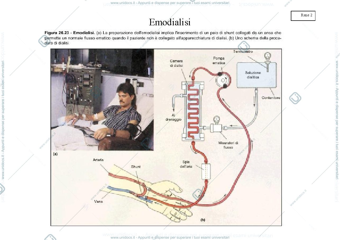 Anteprima pagina 2 — IL RENE