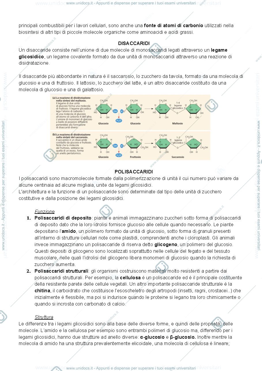 Anteprima pagina 2 — domande e risposte biologia 