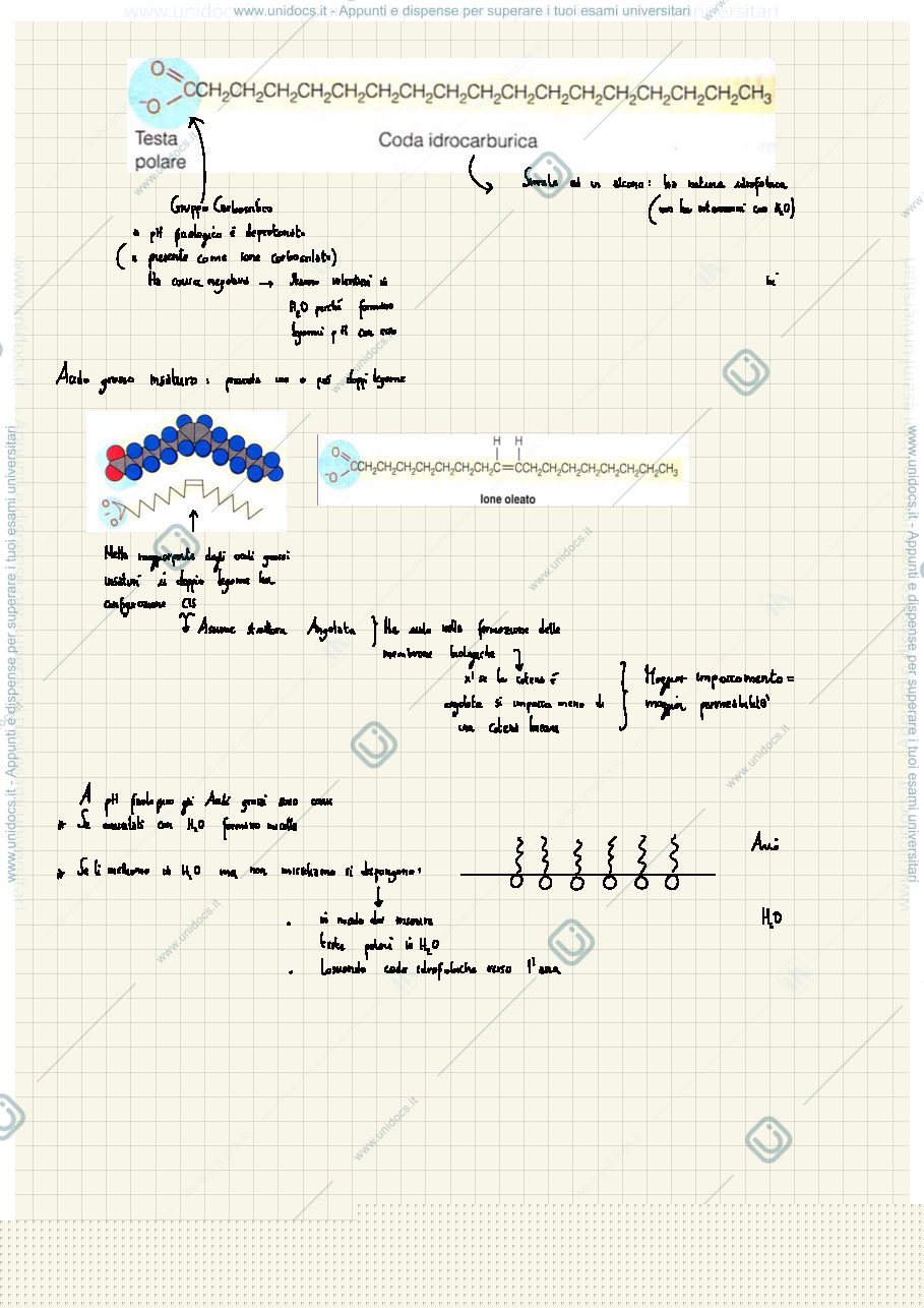 Anteprima pagina 2 — lipidi