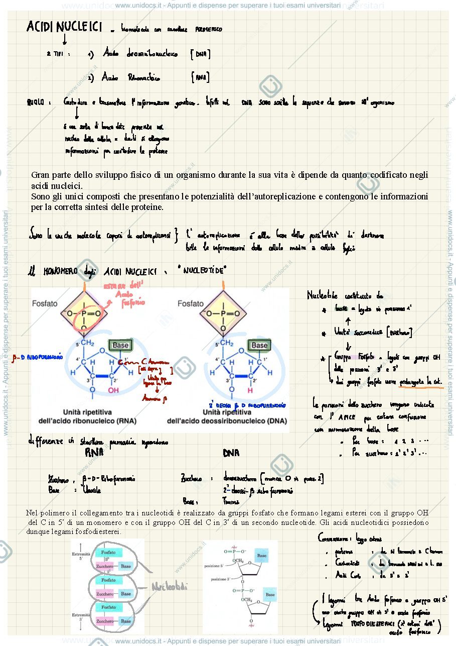 Anteprima pagina 1 — Acidi Nucleici