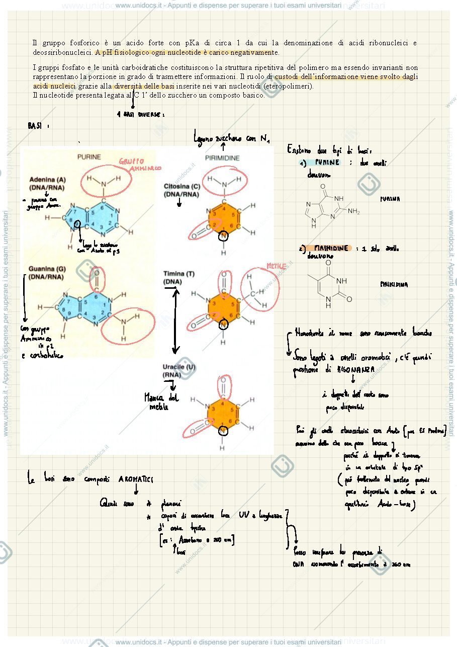 Anteprima pagina 2 — Acidi Nucleici