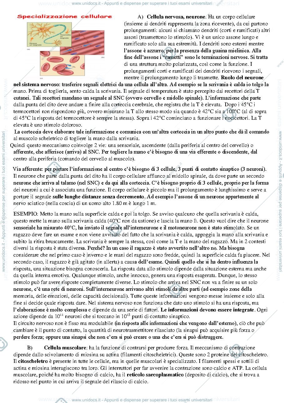 Anteprima pagina 5 — Fondamenti di fisiologia umana prof Crispino