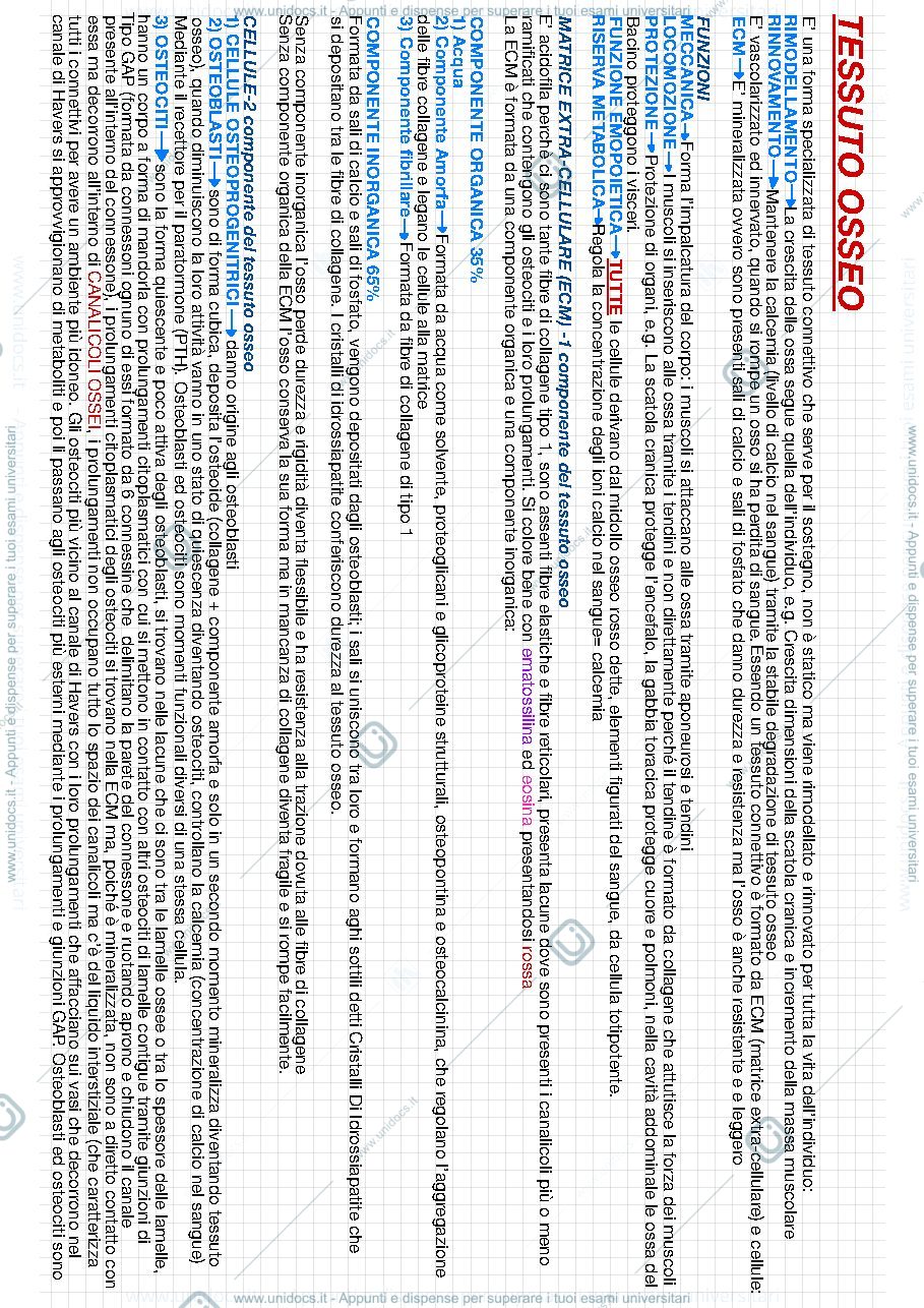 Anteprima pagina 1 — Tessuto osseo con vetrini