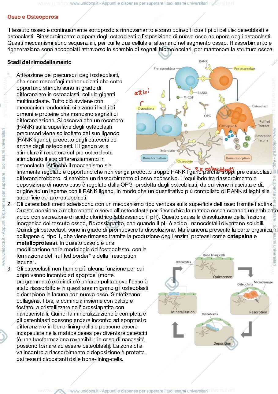 Anteprima pagina 1 — Vitale Brovarone