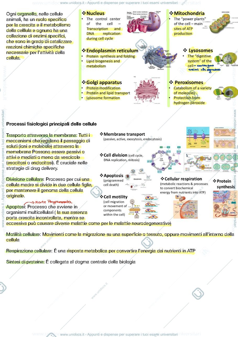 Anteprima pagina 2 — APPUNTI NAPIONE